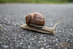 slow